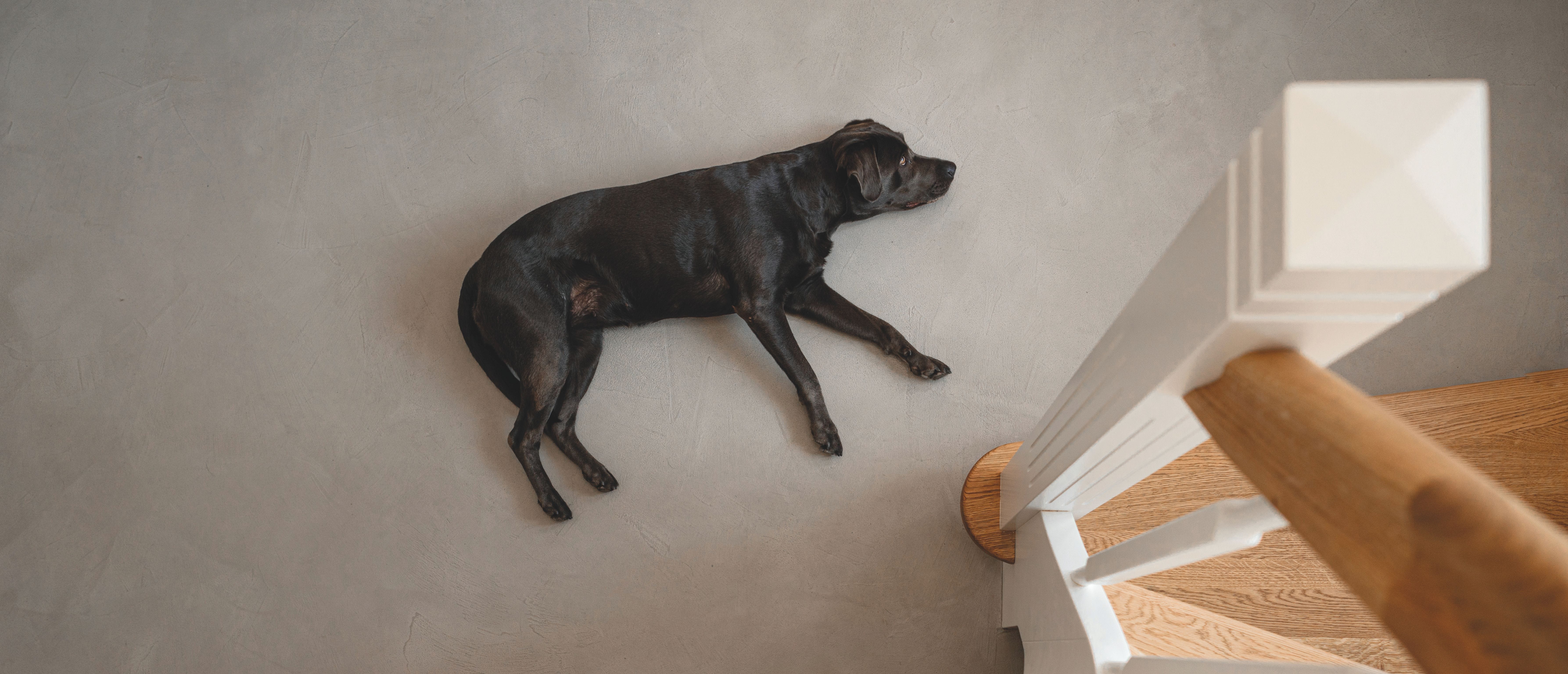 Ein schwarzer Hund liegt auf einem grauen futado Boden von Volimea.
